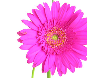 flor03